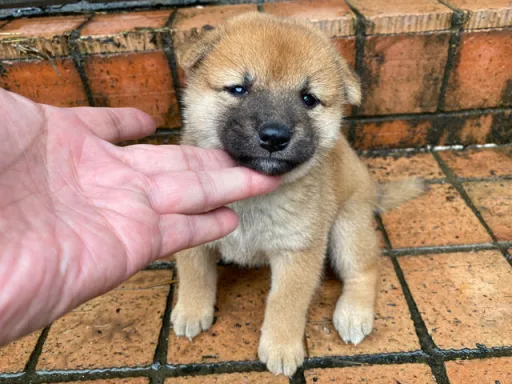 柴犬の子犬販売 画像1