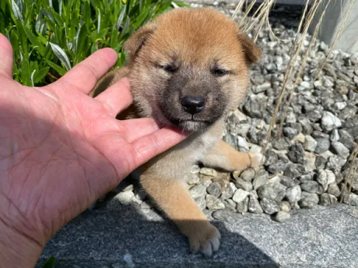 柴犬の子犬販売 画像1