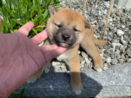 柴犬の子犬販売 画像1