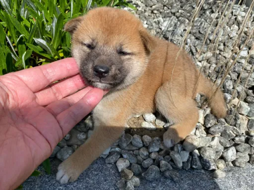 柴犬の子犬販売 画像1