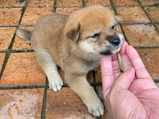 柴犬の子犬販売 画像1