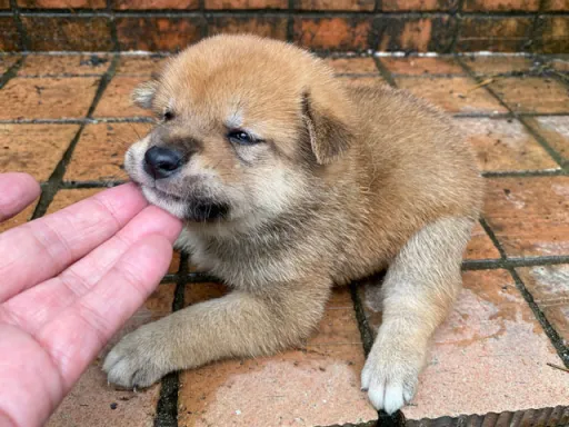 柴犬の子犬販売 画像1