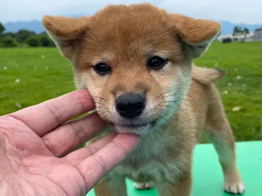 柴犬の子犬販売 画像1