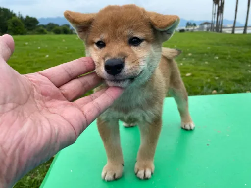 柴犬の子犬販売 画像1