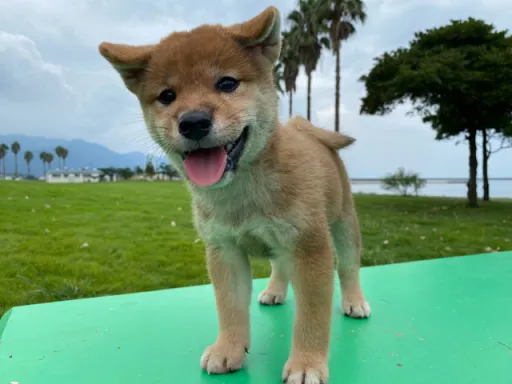 柴犬の子犬販売 画像1