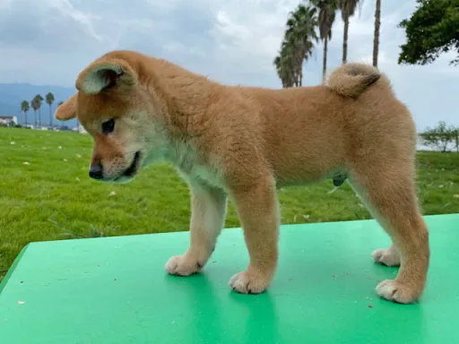 柴犬の子犬販売 画像1