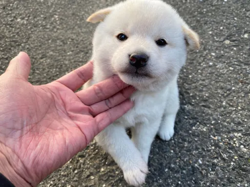 柴犬の子犬販売 画像1