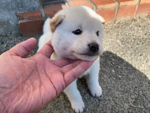 柴犬の子犬販売 画像1