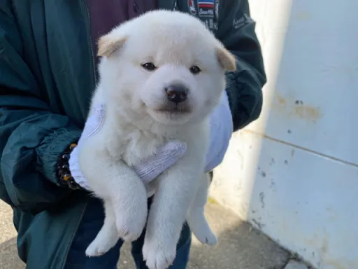 柴犬の子犬販売 画像1