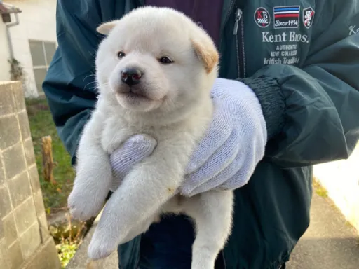 柴犬の子犬販売 画像1