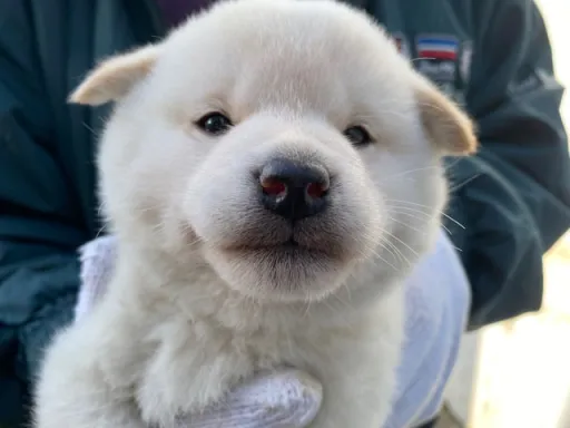 柴犬の子犬販売 画像1