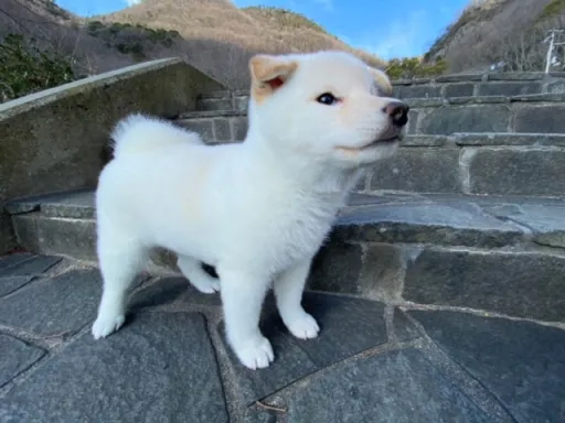 柴犬の子犬販売 画像1