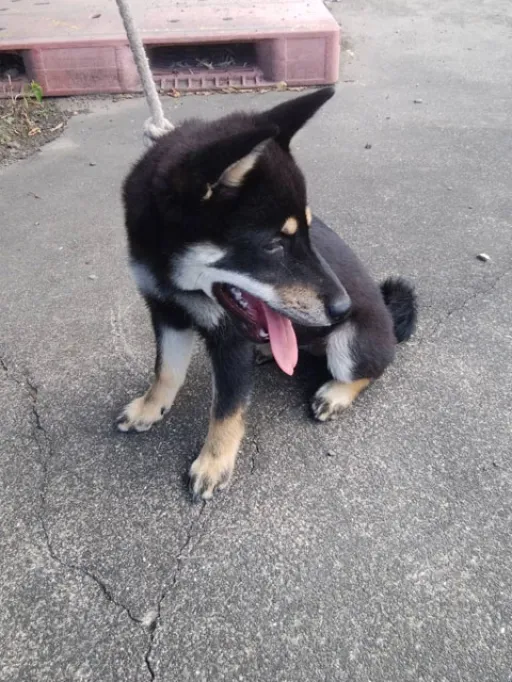 柴犬の子犬販売 画像1