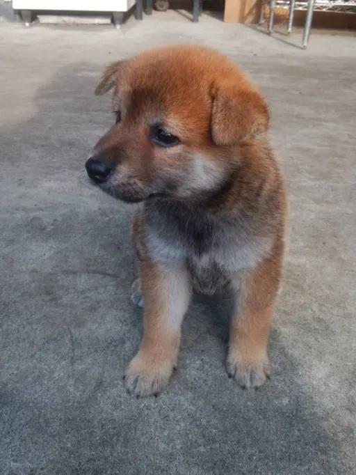 柴犬の子犬販売 画像1