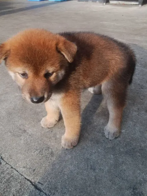 柴犬の子犬販売 画像1