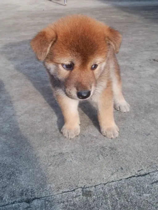 柴犬の子犬販売 画像1