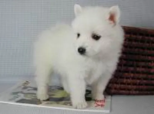 日本スピッツの子犬販売 画像1