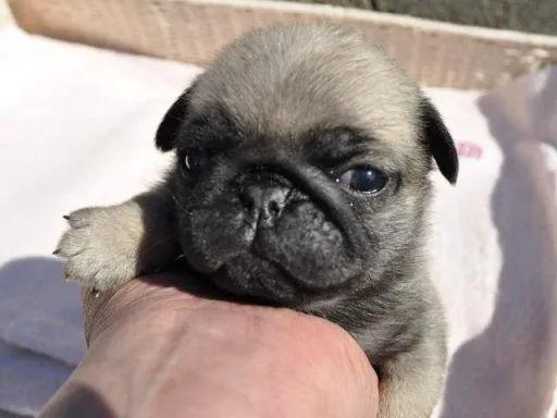 パグの子犬販売 画像1