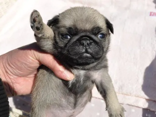 パグの子犬販売 画像1