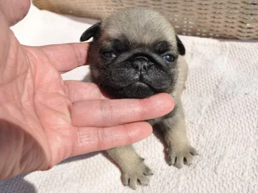 パグの子犬販売 画像1