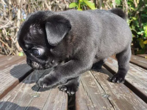 パグの子犬販売 画像1