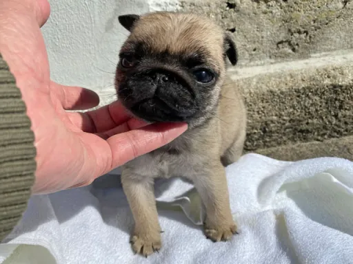 パグの子犬販売 画像1