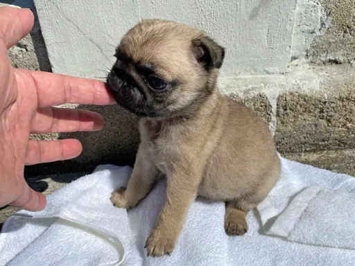 パグの子犬販売 画像1