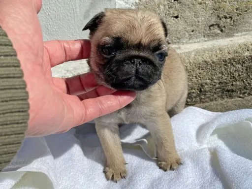 パグの子犬販売 画像1