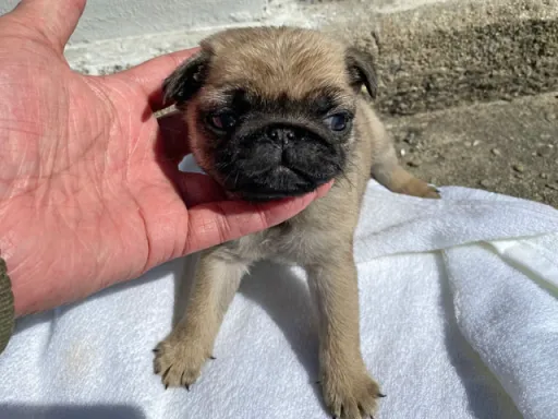 パグの子犬販売 画像1