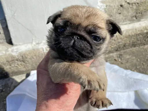 パグの子犬販売 画像1