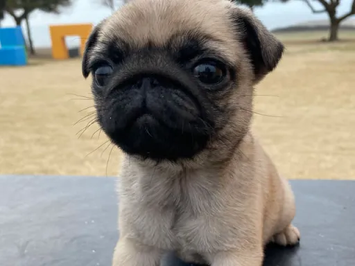 パグの子犬販売 画像1