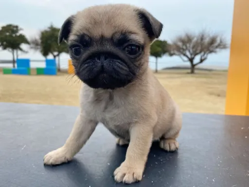 パグの子犬販売 画像1