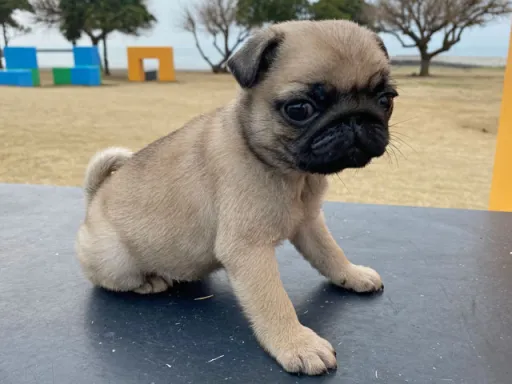 パグの子犬販売 画像1