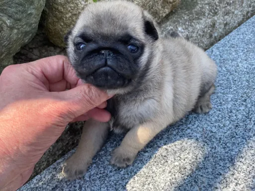 パグの子犬販売 画像1