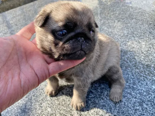 パグの子犬販売 画像1