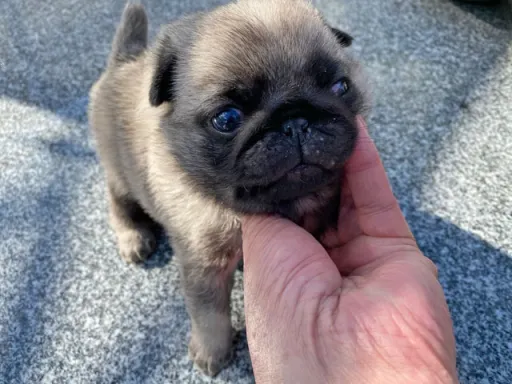 パグの子犬販売 画像1