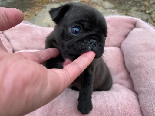 パグの子犬販売 画像1