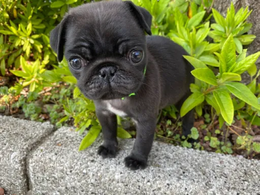 パグの子犬販売 画像1