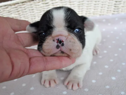 フレンチ・ブルドッグの子犬販売 画像1