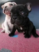 フレンチ2
FRENCH BULLDOG