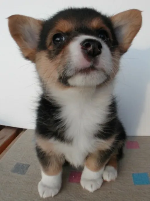 コーギー
WELSH CORGI