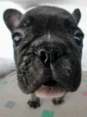 フレンチ3
FRENCH BULLDOG