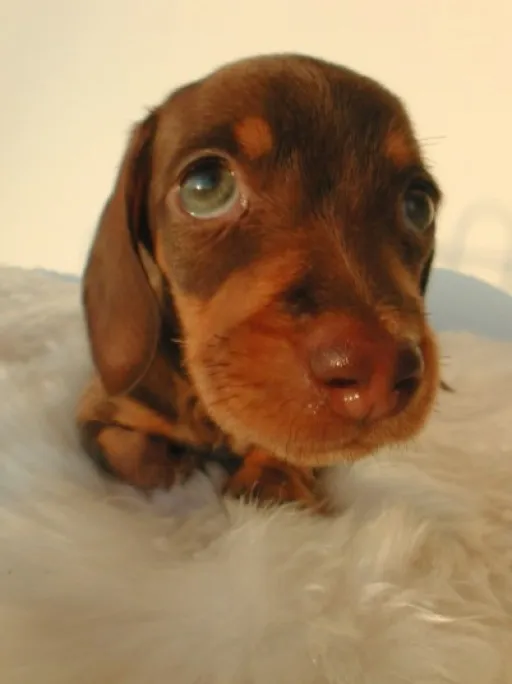 ダックス(チョコタン)
MINIATURE DACHSHUND