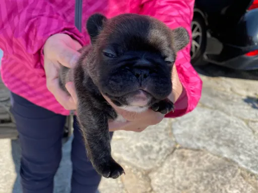 フレンチ・ブルドッグの子犬販売 画像1