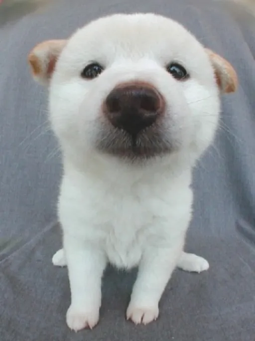 白柴2
WHITESHIBA2