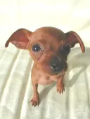 ミニピン2
MINIATURE PINSCHER2