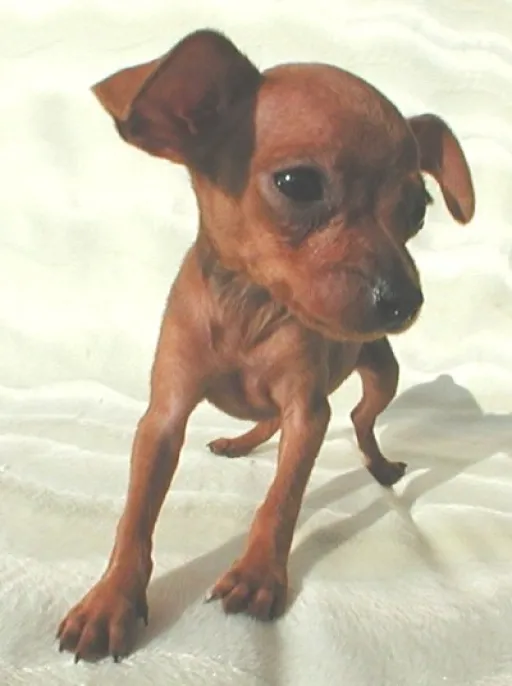 ミニピン1
MINIATURE PINSCHER1