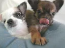 チワワL
CHIHUAHUA16