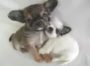 チワワL
CHIHUAHUA14