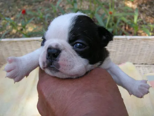 ボストン・テリアの子犬販売 画像1